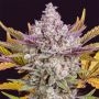 Gorilla Cookies Auto Feminized Marijuana Strain by High Speed Buds For Sale Online at Cannabis Seeds Outlet