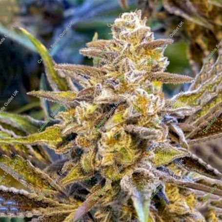 High Voltage Auto Feminized Marijuana Strain by High Speed Buds For Sale Online at Cannabis Seeds Outlet