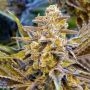 High Voltage Auto Feminized Marijuana Strain by High Speed Buds For Sale Online at Cannabis Seeds Outlet