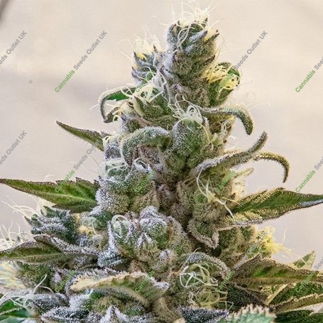 Lemon Cake Auto Feminized Marijuana Strain by High Speed Buds For Sale Online at Cannabis Seeds Outlet