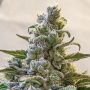 Lemon Cake Auto Feminized Marijuana Strain by High Speed Buds For Sale Online at Cannabis Seeds Outlet