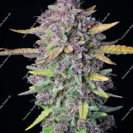 Purple Punch Auto Feminized Marijuana Strain by High Speed Buds For Sale Online at Cannabis Seeds Outlet
