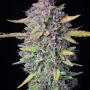 Purple Punch Auto Feminized Marijuana Strain by High Speed Buds For Sale Online at Cannabis Seeds Outlet