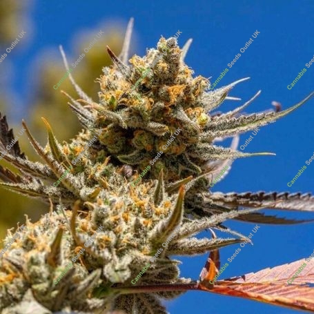 Alien Candy Kush Fast V Feminized Marijuana Strain by High Speed Buds For Sale Online at Cannabis Seeds Outlet