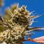 Alien Candy Kush Fast V Feminized Marijuana Strain by High Speed Buds For Sale Online at Cannabis Seeds Outlet
