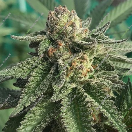 Cherry Pie Fast V Feminized Marijuana Strain by High Speed Buds For Sale Online at Cannabis Seeds Outlet