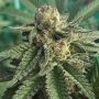 Cherry Pie Fast V Feminized Marijuana Strain by High Speed Buds For Sale Online at Cannabis Seeds Outlet