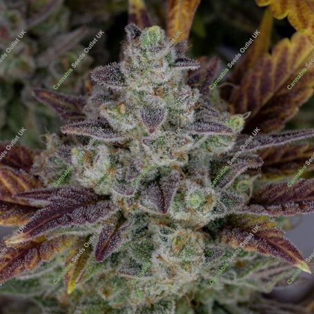 Gorilla Cookies Fast V Feminized Marijuana Strain by High Speed Buds For Sale Online at Cannabis Seeds Outlet