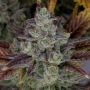 Gorilla Cookies Fast V Feminized Marijuana Strain by High Speed Buds For Sale Online at Cannabis Seeds Outlet