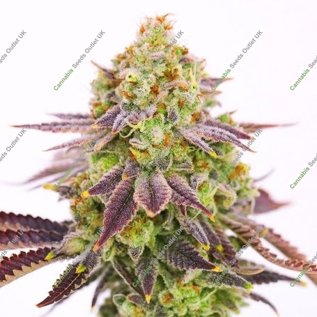 High Voltage Fast V Feminized Marijuana Strain by High Speed Buds For Sale Online at Cannabis Seeds Outlet