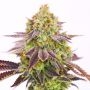High Voltage Fast V Feminized Marijuana Strain by High Speed Buds For Sale Online at Cannabis Seeds Outlet