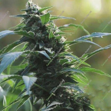 Medi CBG Feminized Marijuana Strain by Medicann For Sale Online at Cannabis Seeds Outlet