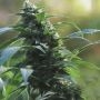 Medi CBG Feminized Marijuana Strain by Medicann For Sale Online at Cannabis Seeds Outlet