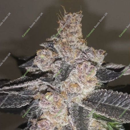 Gelato 242 Feminized Marijuana Strain by Medical Seeds Co For Sale Online at Cannabis Seeds Outlet