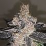 Gelato 242 Feminized Marijuana Strain by Medical Seeds Co For Sale Online at Cannabis Seeds Outlet
