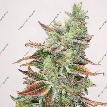 Banana Purp Feminized Marijuana Strain by Medical Seeds Co For Sale Online at Cannabis Seeds Outlet