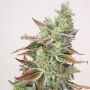 Banana Purp Feminized Marijuana Strain by Medical Seeds Co For Sale Online at Cannabis Seeds Outlet