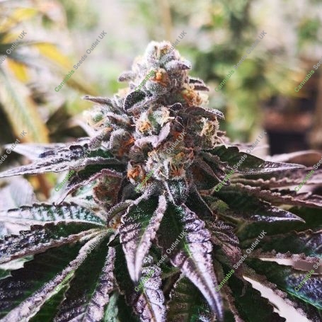 Cookies Purple Punch Feminized Marijuana Strain by Medical Seeds Co For Sale Online at Cannabis Seeds Outlet