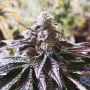 Cookies Purple Punch Feminized Marijuana Strain by Medical Seeds Co For Sale Online at Cannabis Seeds Outlet