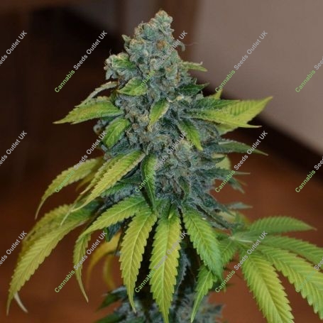 Zkittlez Feminized Marijuana Strain by Medical Seeds Co For Sale Online at Cannabis Seeds Outlet