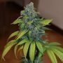 Zkittlez Feminized Marijuana Strain by Medical Seeds Co For Sale Online at Cannabis Seeds Outlet