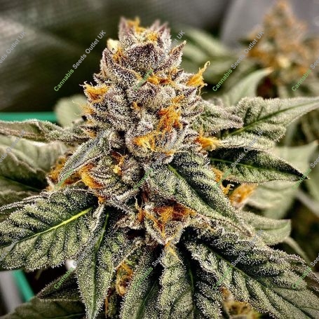 OO Kush Fast V Feminized Marijuana Strain by OO Seeds For Sale Online at Cannabis Seeds Outlet