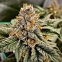 OO Kush Fast V Feminized Marijuana Strain by OO Seeds For Sale Online at Cannabis Seeds Outlet