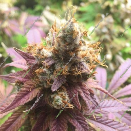 Blueberry Fast V Feminized Marijuana Strain by OO Seeds For Sale Online at Cannabis Seeds Outlet