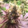 Blueberry Fast V Feminized Marijuana Strain by OO Seeds For Sale Online at Cannabis Seeds Outlet