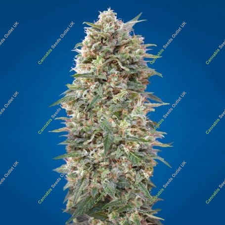 California Kush Fast V Feminized Marijuana Strain by OO Seeds For Sale Online at Cannabis Seeds Outlet