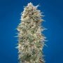 California Kush Fast V Feminized Marijuana Strain by OO Seeds For Sale Online at Cannabis Seeds Outlet
