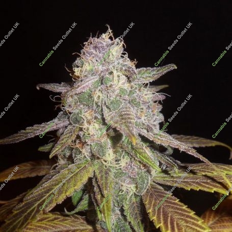 Chocolate Kush Fast V Feminized Marijuana Strain by OO Seeds For Sale Online at Cannabis Seeds Outlet