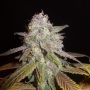 Chocolate Kush Fast V Feminized Marijuana Strain by OO Seeds For Sale Online at Cannabis Seeds Outlet