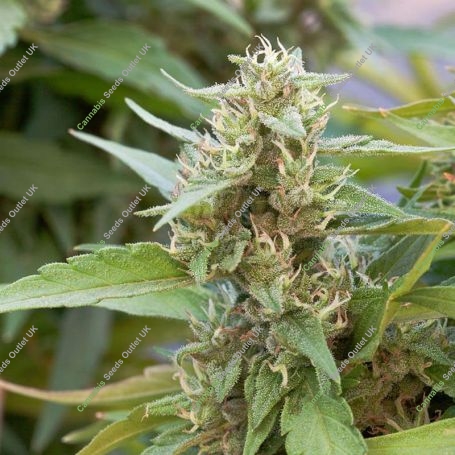 Harlequin CBD Feminized Marijuana Strain by OO Seeds For Sale Online at Cannabis Seeds Outlet