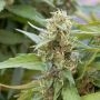 Harlequin CBD Feminized Marijuana Strain by OO Seeds For Sale Online at Cannabis Seeds Outlet
