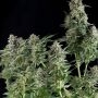 Northern Lights CBD Feminized Marijuana Strain by OO Seeds For Sale Online at Cannabis Seeds Outlet