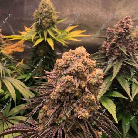 Purple Punch Feminized Marijuana Strain by OO Seeds For Sale Online at Cannabis Seeds Outlet