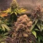 Purple Punch Feminized Marijuana Strain by OO Seeds For Sale Online at Cannabis Seeds Outlet