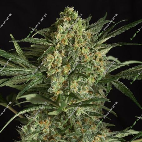 Sweet Critical 2.0 Feminized Marijuana Strain by OO Seeds For Sale Online at Cannabis Seeds Outlet