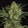 Sweet Critical 2.0 Feminized Marijuana Strain by OO Seeds For Sale Online at Cannabis Seeds Outlet