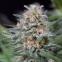 Sweet Critical Fast V Feminized Marijuana Strain by OO Seeds For Sale Online at Cannabis Seeds Outlet
