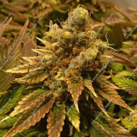 Chocolate Skunk XXL Auto Feminized Marijuana Strain by OO Seeds For Sale Online at Cannabis Seeds Outlet