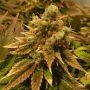Chocolate Skunk XXL Auto Feminized Marijuana Strain by OO Seeds For Sale Online at Cannabis Seeds Outlet