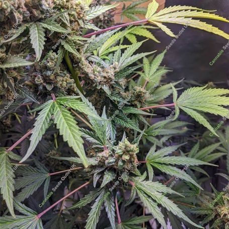 Purple Punch Auto Feminized Marijuana Strain by OO Seeds For Sale Online at Cannabis Seeds Outlet