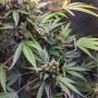 Purple Punch Auto Feminized Marijuana Strain by OO Seeds For Sale Online at Cannabis Seeds Outlet