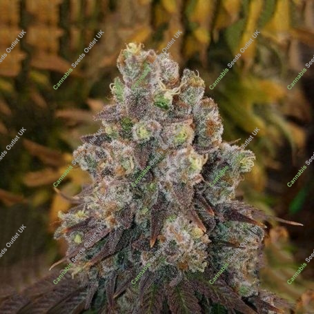 Chocolate Chip Cookie Feminized Marijuana Strain by Purple Caper For Sale Online at Cannabis Seeds Outlet