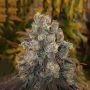 Chocolate Chip Cookie Feminized Marijuana Strain by Purple Caper For Sale Online at Cannabis Seeds Outlet