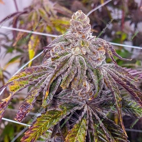 Grand Gelato Feminized Marijuana Strain by Purple Caper For Sale Online at Cannabis Seeds Outlet