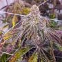 Grand Gelato Feminized Marijuana Strain by Purple Caper For Sale Online at Cannabis Seeds Outlet