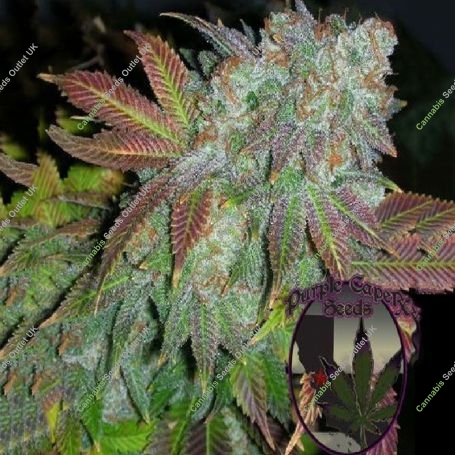 Alien Fire Feminized Marijuana Strain by Purple Caper For Sale Online at Cannabis Seeds Outlet